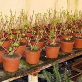 Kako čuvati sadnice hortenzije do proljeća: u stanu i podrumu